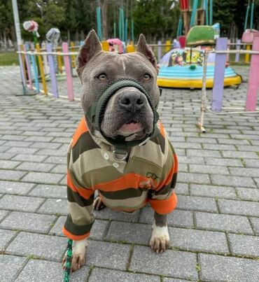 İtlər: Staffordşir bulterier, 2 il, Dişi, Peyvəndli -da lalafo.az — 8 İtlər: Staffordşir bulterier, 2 il, Dişi, Peyvəndli — 8