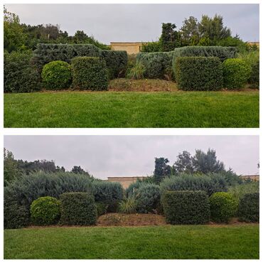 Ağaclar: Dejarativ 🌲 larin budanmasi həmsə yasil vitkilərin budanmasi kim — 7