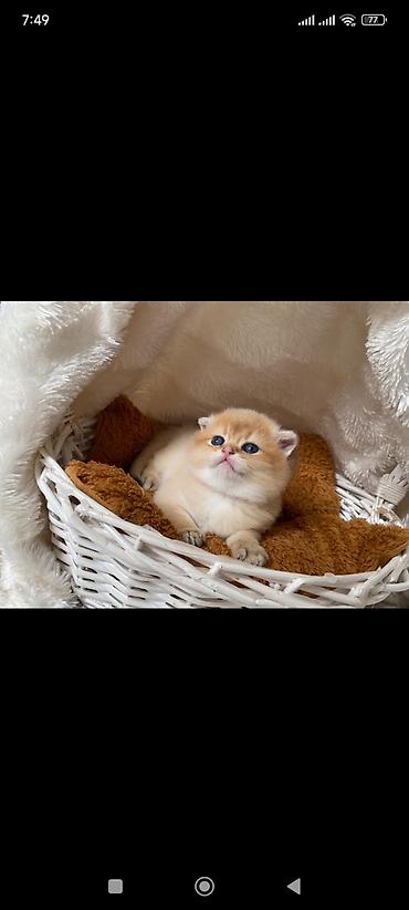 Pişiklər: Qızıl şinşilla, Erkək, Dişi — 3