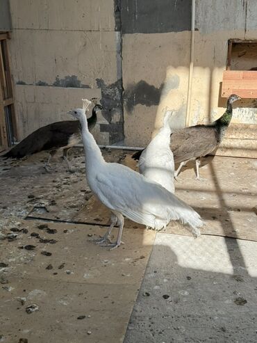 Tovuz quşları: SATILIR‼️ Gəncə ş. Göy rəngli tovuz quşları mövcuddur. Bu quşlar öz — 12