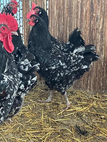 Куры, петухи: Продаю | Цыплята | Для разведения — 7