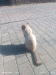 продаю связи с переездом: Мышык бекер берилет: Сиам, 3 жаш, Эркек