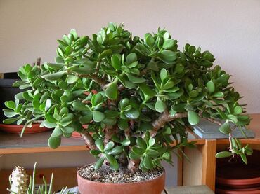 Денежное дерево: "Продается толстянка уникальное комнатное растение (Crassula) —