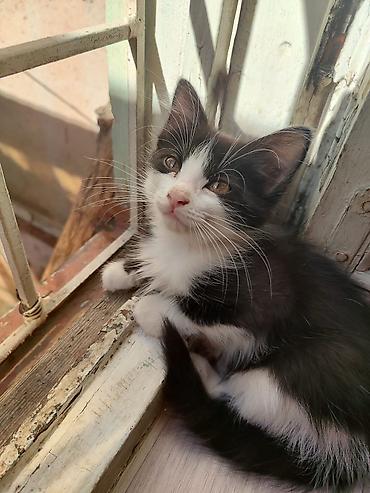 новорожденные котята: 3 месяца, Девочка — 5