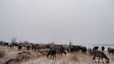 жер сатылат токмок: 39 соток, Айыл чарба үчүн, Сатып алуу-сатуу келишими, Техпаспорт