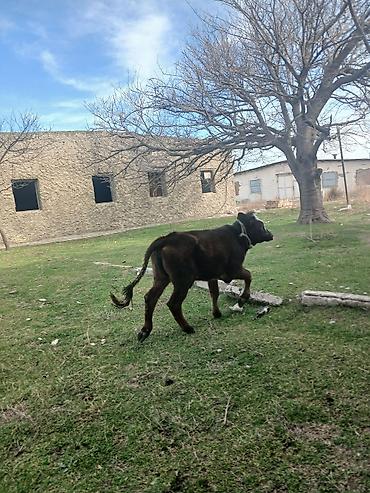 Dana, buzov: Diși göbəkli 7ayLlq disi danadlr. dananln anaslvə anaslnln anaslda — 18