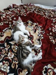 Pişiklər: Türk anqora, Dişi, Yaxşı əllərə, Ünvandan götürmə -da lalafo.az — 25 Pişiklər: Türk anqora, Dişi, Yaxşı əllərə, Ünvandan götürmə — 25