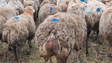 Qoyunlar, qoçlar: Otlaqda otlayan bir sürü qoyun. Qoyunların əksəriyyəti açıq rəngli — 9