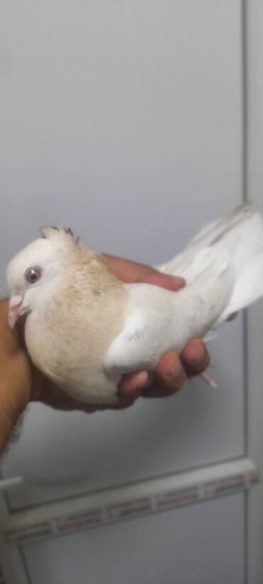 корм для кошек: Salam quwlar berdededir boynu gulluler ve iran maya yayda yaxwi ucmuw