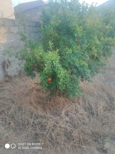 Ağaclar: Satıram . Nar ağacı kemsirin ve birde üzüm ağacı hər ikisi torpaq da — 6