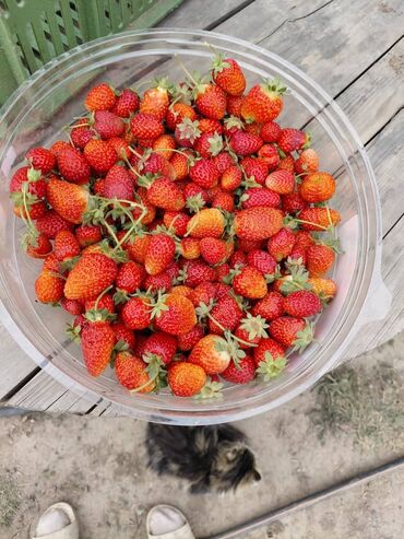 искусственные цветы бишкек: Кулпунай Дүңүнөн