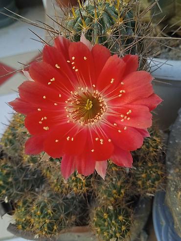 Otaq bitkiləri: Сциндапсус N-Joy — 22