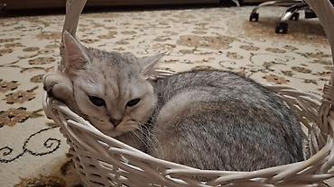 Скотиш Страйт (Шотландская прямоухая), 1 год, Девочка, Серебристая шиншилла, Приучена к лотку, Проглистована