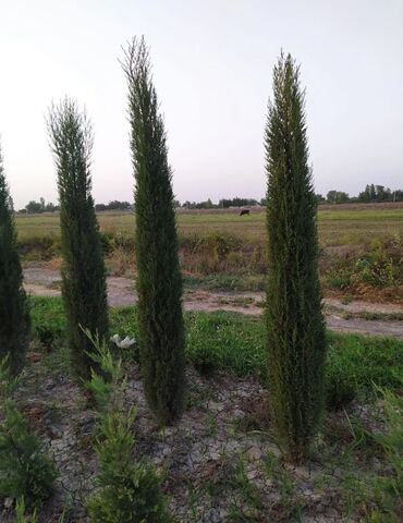 Şitillər: Dekarativ agaclarin satiwi istenilen novde istenilen olcude var elave — 19