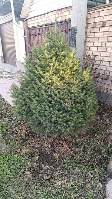 zonty: Ель сизая (Picea pungens, голубая ель) для ландшафтного озеленения — 1