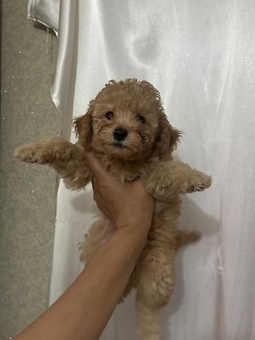 spic it: Pudel, 2 ay, Erkək, Ödənişli çatdırılma — 2