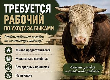 услуги грумера для кошек: 🚨СРОЧНО!!Бука караганга малчы керек — 1
