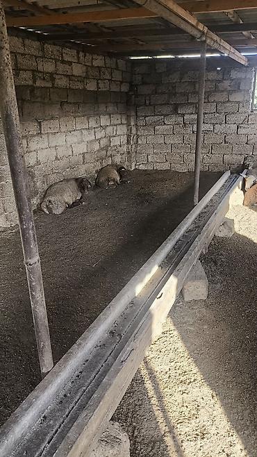 qoyun bazari: Quzu, Erkək, ay: 1, Ünvandan götürmə — 2