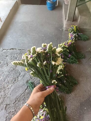 Figure: 🌸 Statica suvo cvece 
Buket za samo 🌸❌ — 9