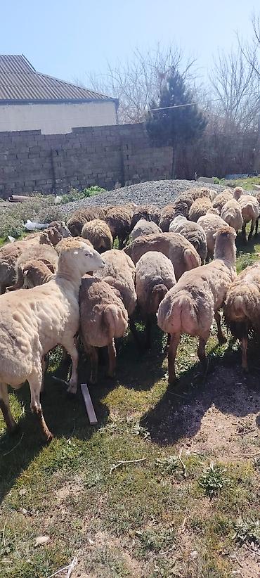 brama toyuqlari satisi: Qurbanliq ve toxumluq Qoclar ve quzular 40 kilodan 70 kiloya qeder her — 4