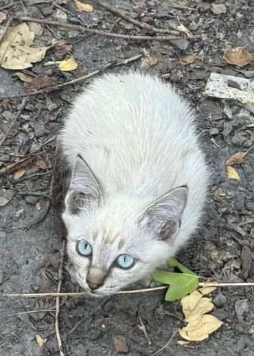 купить кошку британская вислоухая: Кошка даром: Беспородная, Девочка