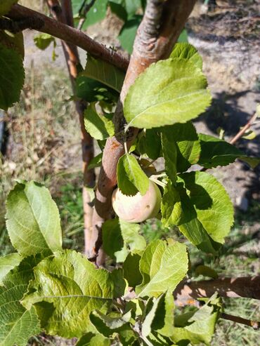 Продажа домов: Дом, 300 м², 4 комнаты, Собственник, Косметический ремонт at lalafo.kg — 25 Продажа домов: Дом, 300 м², 4 комнаты, Собственник, Косметический ремонт — 25