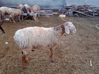 продажа домашних животных: Продаю | Баран (самец) | Арашан | Для разведения | Племенные