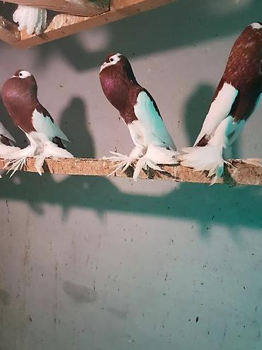 Pişiklər: Pişiklər — 21