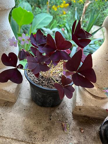 Otaq bitkiləri: Her cure guler var veregliyin baxin ancag xanimlara satiş olur Gencedi — 29