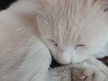 британская кошка бишкек: Кошка даром: Беспородная, 2 года, Мальчик — 4