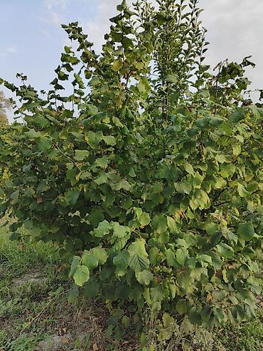 astara ev satılır: 300 sot, Kənd təsərrüfatı, Mülkiyyətçi, Kupça (Çıxarış) — 2