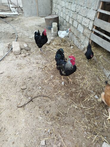купить цыплят несушек: Toyuq, Damazlıq