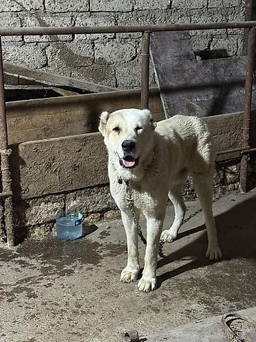 İtlər: Alabay — 3