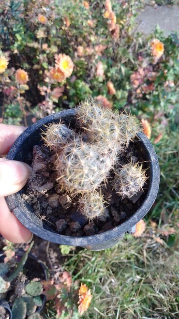 Kaktus: Kaktusi – više vrsta (Opuntia i Mammillaria) - Opuntia (indijske — 6