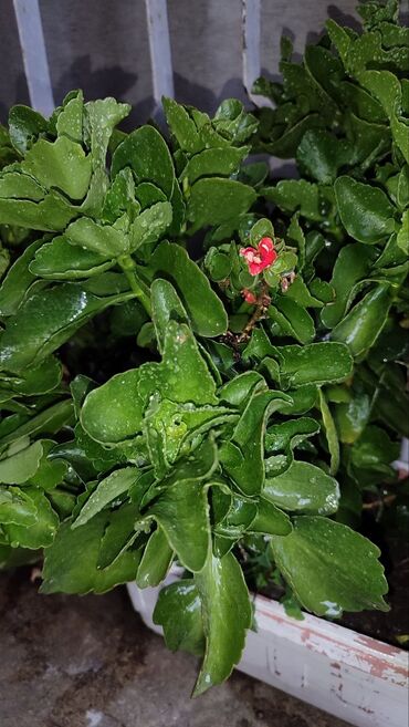 сталкер светильники: Каланхоэ (Kalanchoe) декоративное, компактный куст в горшке/ящике