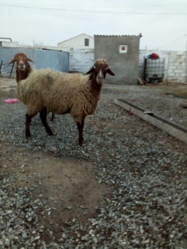 Qoyunlar, qoçlar: Məhsul: Qoyunlar - Növ: Yerli (ehtimalən qaragül/yağlı quyruq tipli) — 4