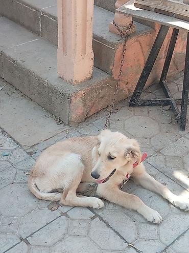 labrador retriever satilir: Retriever, 4 ay, Erkək, Ünvandan götürmə — 2