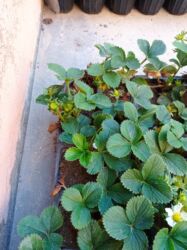 Şitillər: Murano çiyələk stilləri satılır .ilboyu məhsul dərmey olur .isdixana — 14