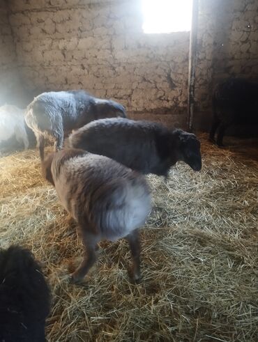 Бараны, овцы: Продаю | Баран (самец) — 20