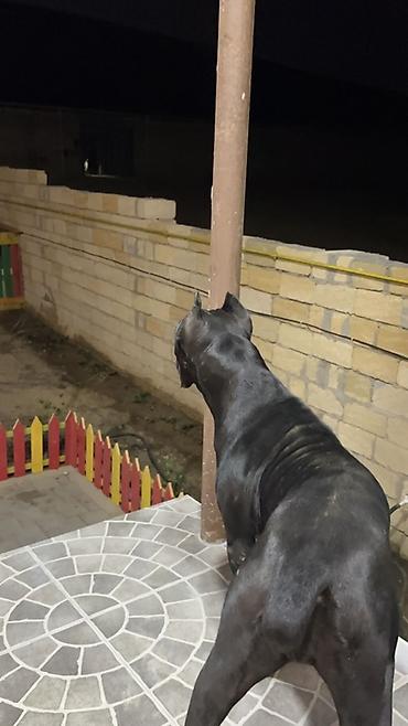 Kane-Korso, 1 ay, Peyvəndli