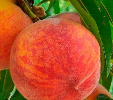 Другие фруктовые и ягодные растения: Кочот сатылат Кызыл кыянын питомнигинде остурулгон 🍑 персиктин 6сорту at lalafo.kg — 4 Другие фруктовые и ягодные растения: Кочот сатылат Кызыл кыянын питомнигинде остурулгон 🍑 персиктин 6сорту — 4