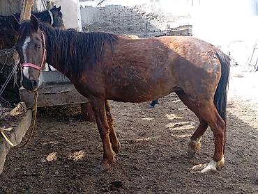 Лошади, кони: Продаю | Кобыла (самка) — 1