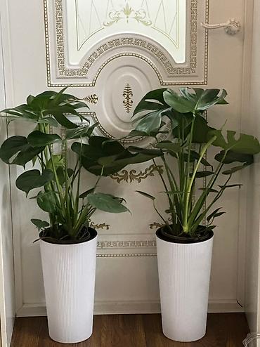 монстера: Сатылат 🌿 Монстера 📏 Бийиктиги: 90 см 💰 Баасы: 2300 сом Абаны — 2