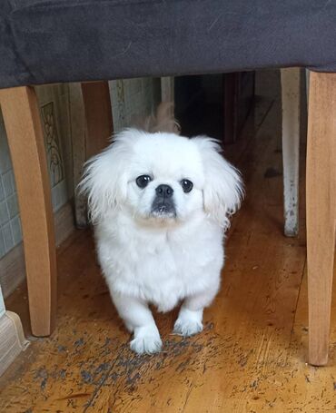 İtlər: Pekines, 4 ay, Erkek, Peyvəndli, Pulsuz çatdırılma