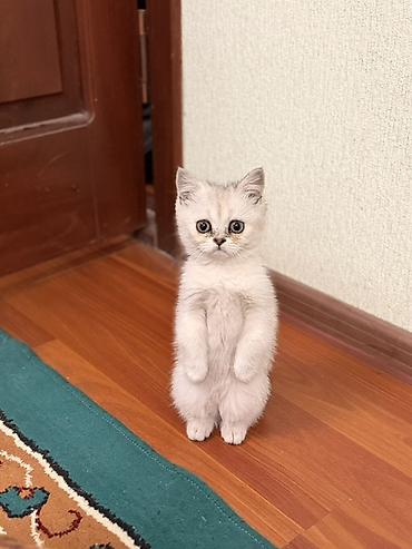 бенгальская кошка цена бишкек: Шотландский котёнок (скоттиш) серебристого окраса. - Порода — 4