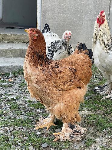 Toyuqlar: Toyuq, Brama, Damazlıq -da lalafo.az — 6 Toyuqlar: Toyuq, Brama, Damazlıq — 6