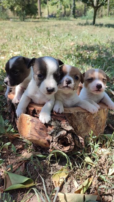 kreveti za pse jeftino: Jack russell terijeri (rezefrvacije)veoma umiljati za decu .sve