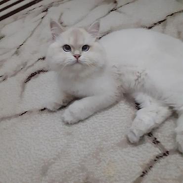 cütləş: Qızıl şinşilla, Erkək, Yaxşı əllərə, Ünvandan götürmə, Ödənişli çatdırılma — 2