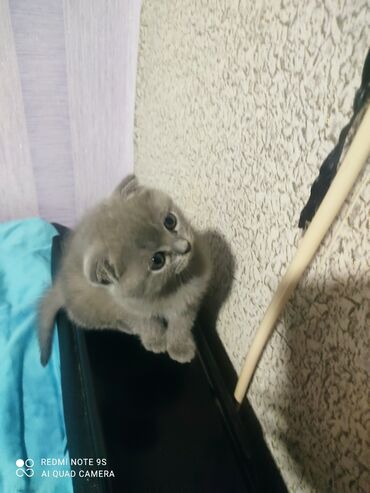 Pişiklər: Şotland, Erkək, Dişi, Yaxşı əllərə, Ünvandan götürmə — 6