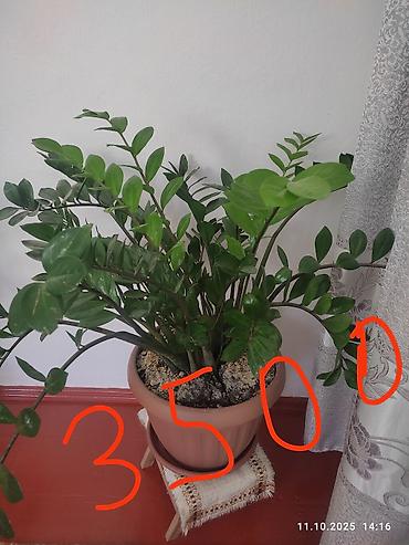 pet банки: Комнатные растения в горшках 1) Замиокулькас (долларовое дерево) — — 1